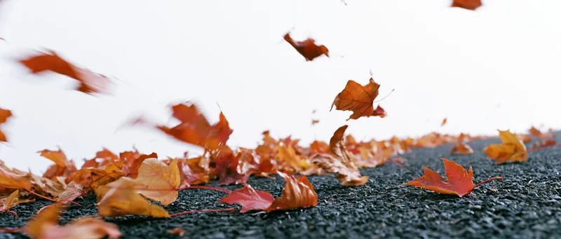 Autumn leaves swirling and falling on wet pavement in low angle view