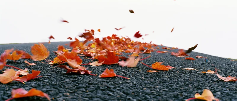 Swirling autumn leaves in red orange and yellow scattered across dark pavement
