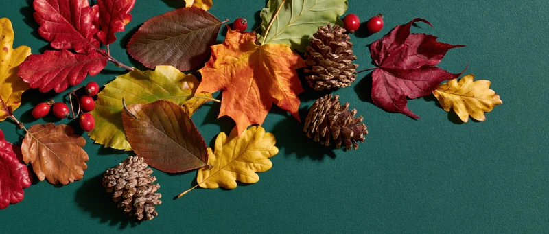 Autumn leaves and pinecones arranged on a dark green surface with copyspace