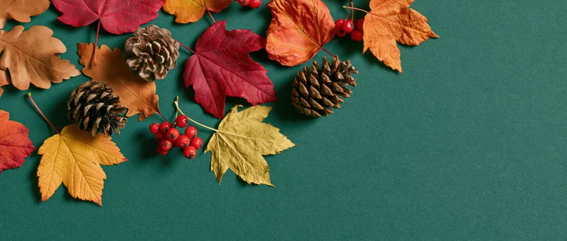 Autumn leaves and pinecones arranged on a green surface with copyspace