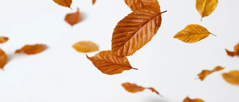 Autumn leaves falling against a white background with copyspace