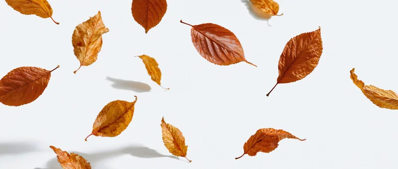 Dried autumn leaves scattered on a white surface with soft shadows