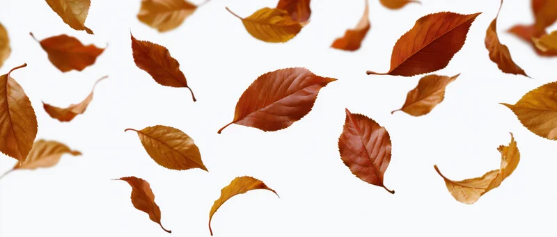 Autumn leaves falling in midair against a white background