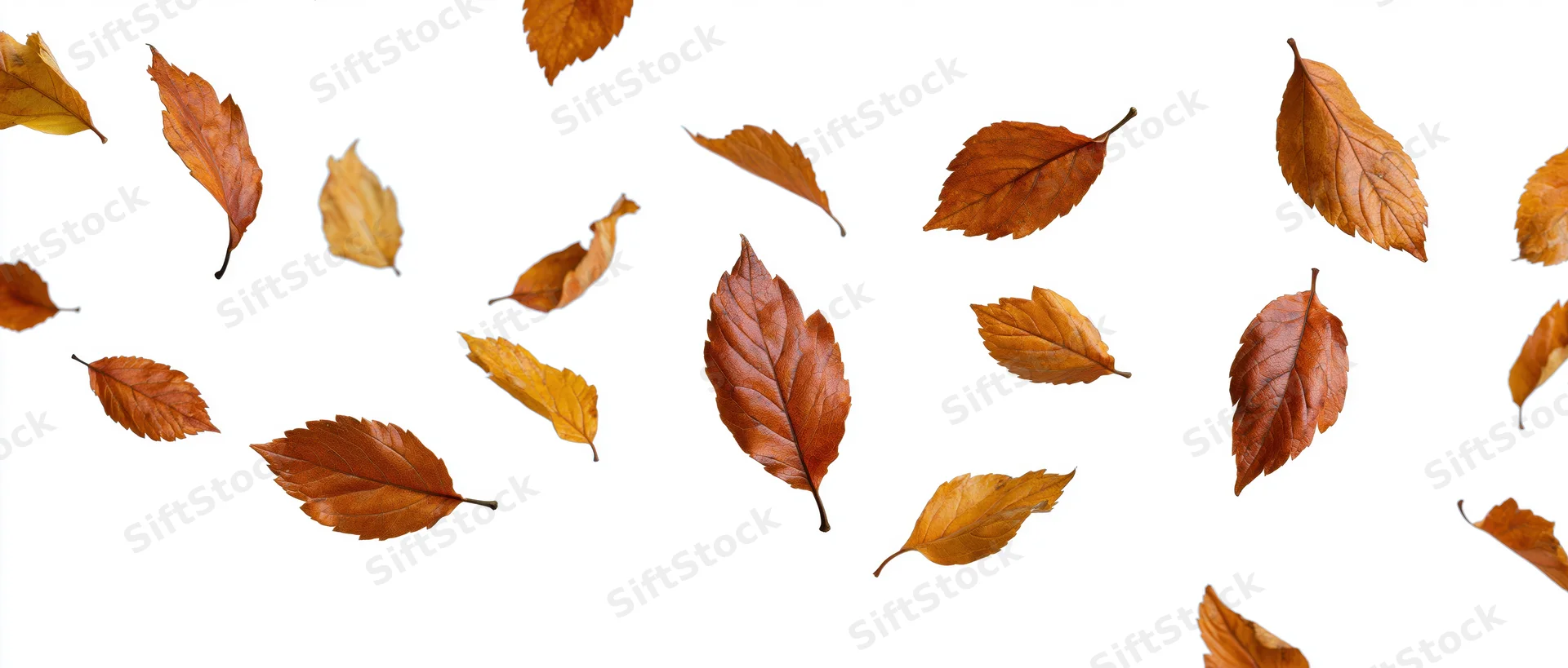 Autumn leaves floating against a white background