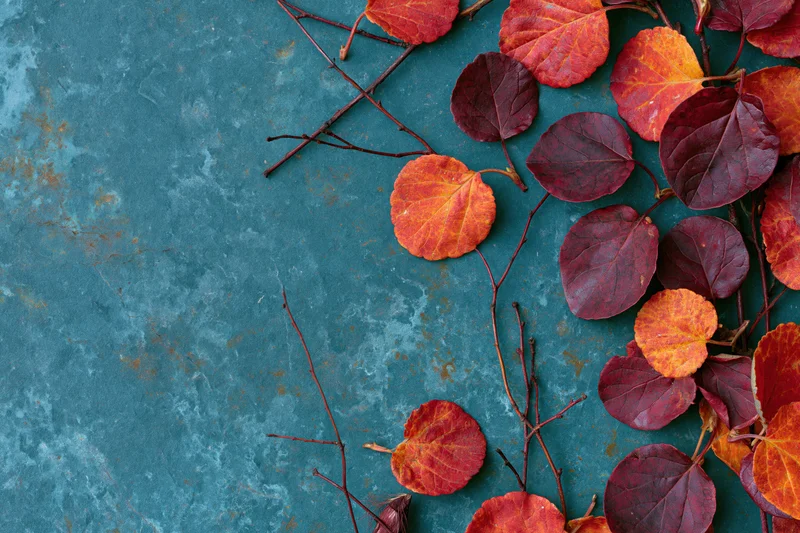 Autumn leaves in shades of red orange and burgundy arranged on a textured blue surface with copyspace