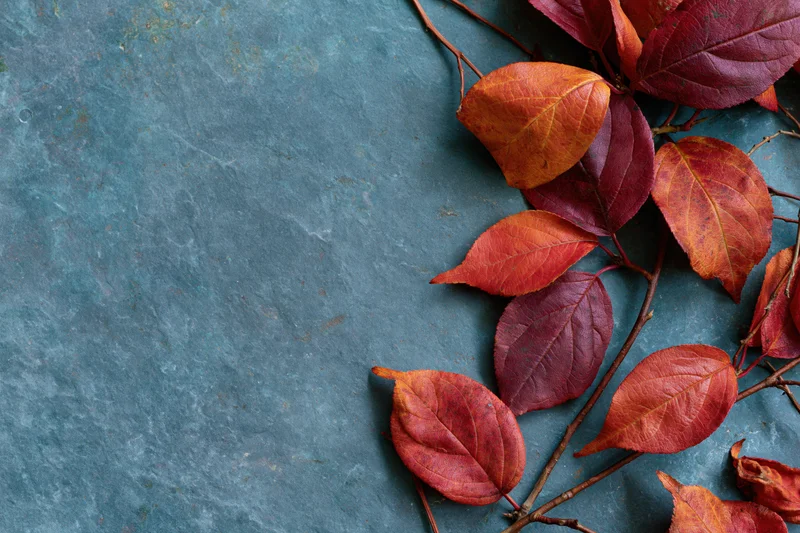 Autumn leaves in shades of red orange and burgundy arranged on a blue slate surface