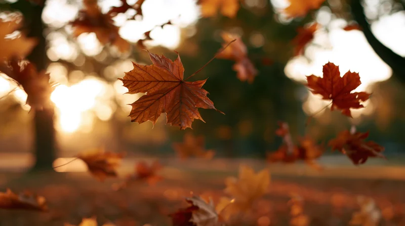 Maple leaves falling in a gentle breeze in a sunlit autumn park