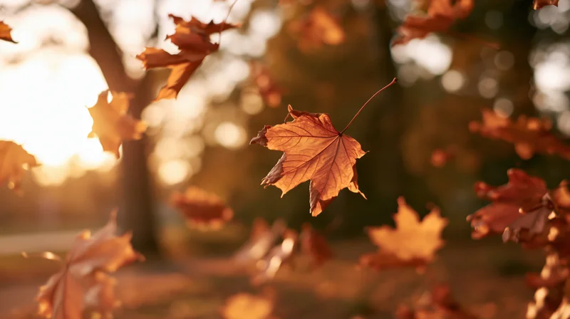 Maple leaves falling in a gentle breeze at sunset in a park