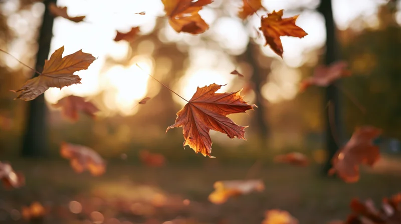 Maple leaves falling in a gentle breeze in a sunlit autumn forest