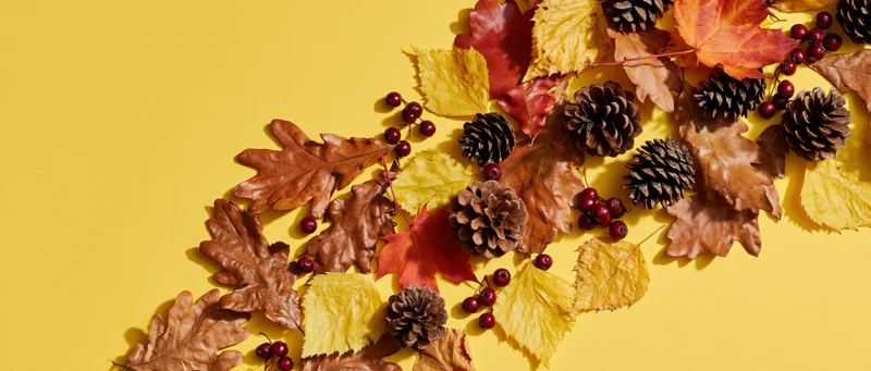 Autumn leaves pinecones and red berries arranged diagonally on yellow background