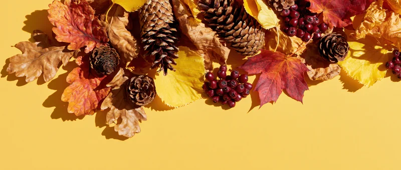 Autumn leaves pinecones and berries arranged in a flat lay on yellow background with copyspace
