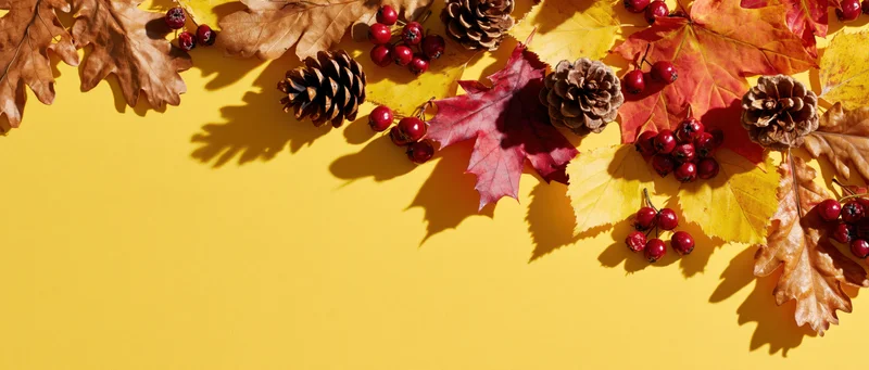 Autumn leaves pinecones and red berries arranged on yellow background with copyspace
