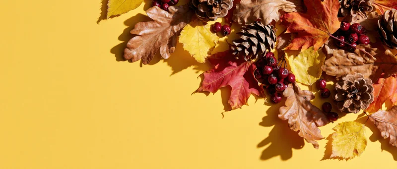 Autumn leaves pinecones and red berries arranged on yellow background with copyspace