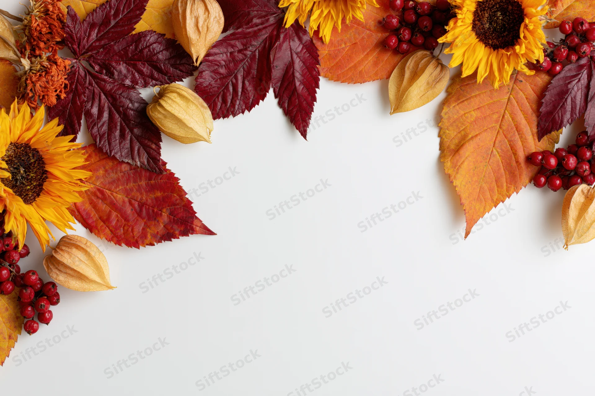 Autumn leaves sunflowers physalis pods and red berries arranged along top edge of white surface with copyspace below