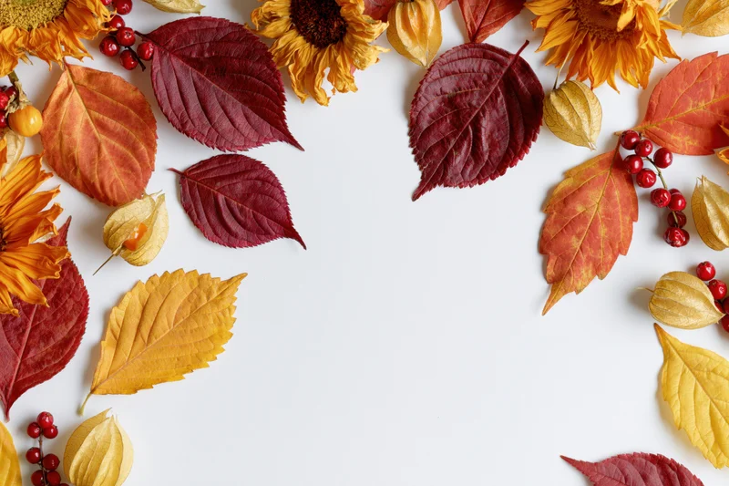 Autumn leaves sunflowers physalis pods and red berries arranged in a border on white background with copyspace