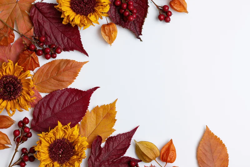 Autumn leaves, sunflowers, physalis pods and red berries arranged in a flat lay on white background with copyspace