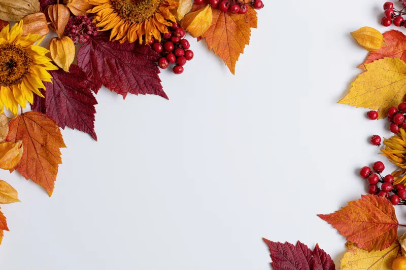 Autumn leaves and sunflowers arranged in a border on white background with copyspace