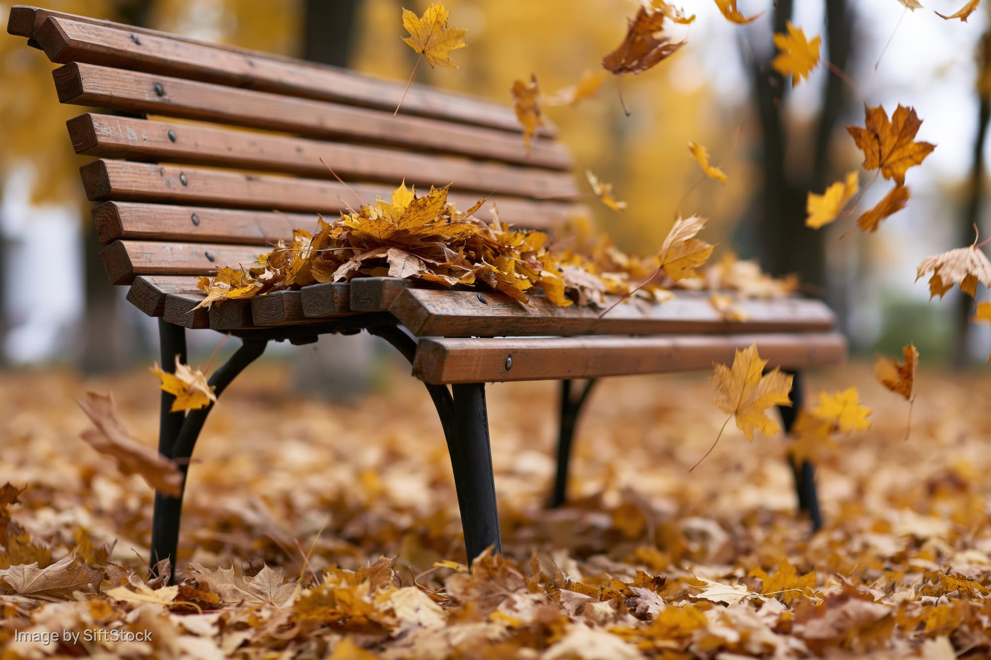 Wooden park bench covered in falling autumn leaves in a forest setting
