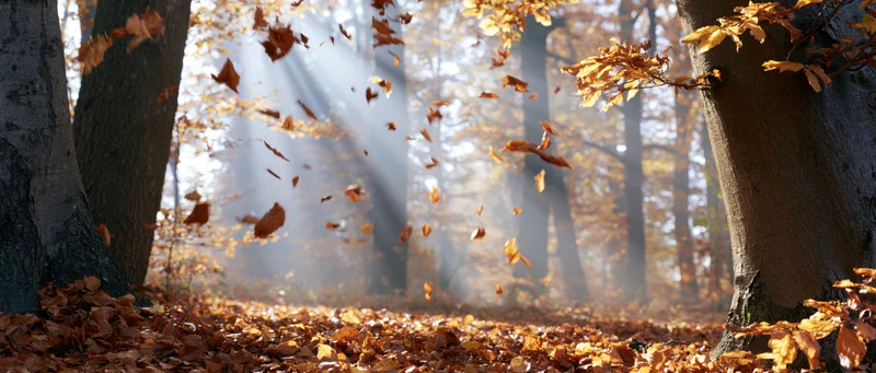 Autumn leaves swirling and falling through a sunlit clearing in a forest