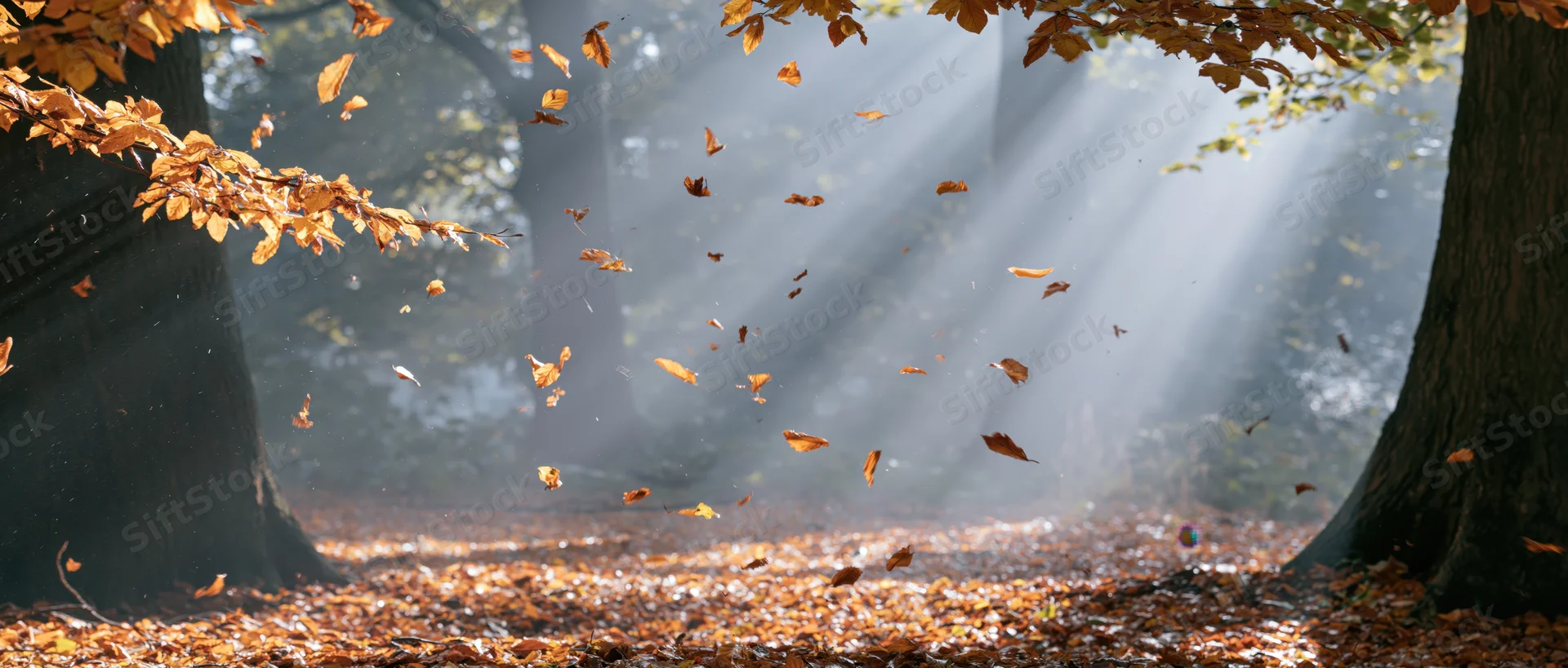 Autumn leaves falling through a sunlit forest clearing with mist and dappled light