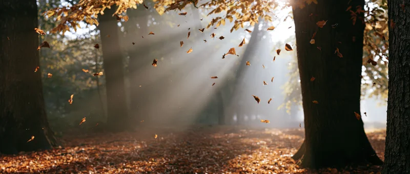 Autumn leaves swirling and falling through a sunlit clearing in a forest