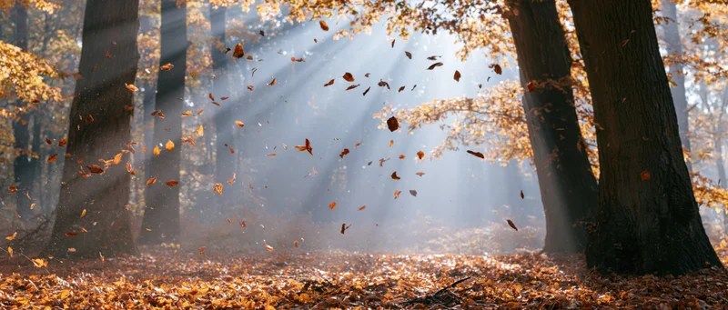 Autumn leaves swirling and falling through a clearing in a forest with sunlight streaming through the trees