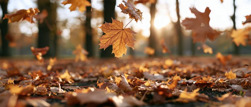 Autumn leaves falling through air in a park with sunlight filtering through trees