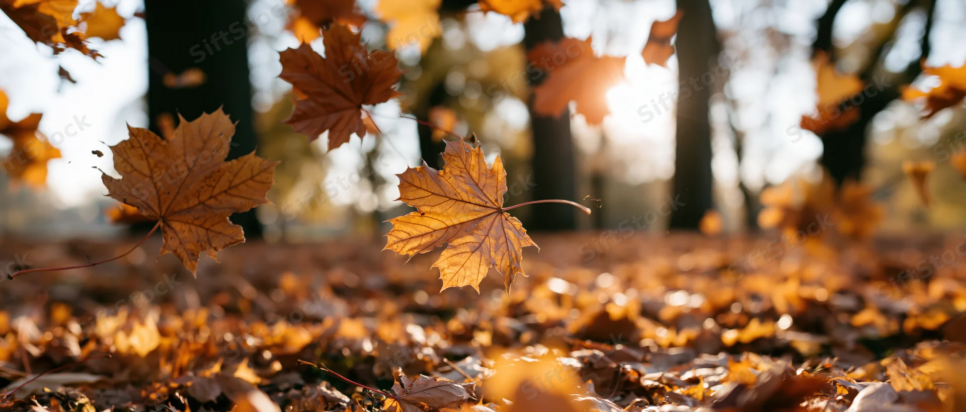 Maple leaves falling through air in a park with sunlight filtering through trees