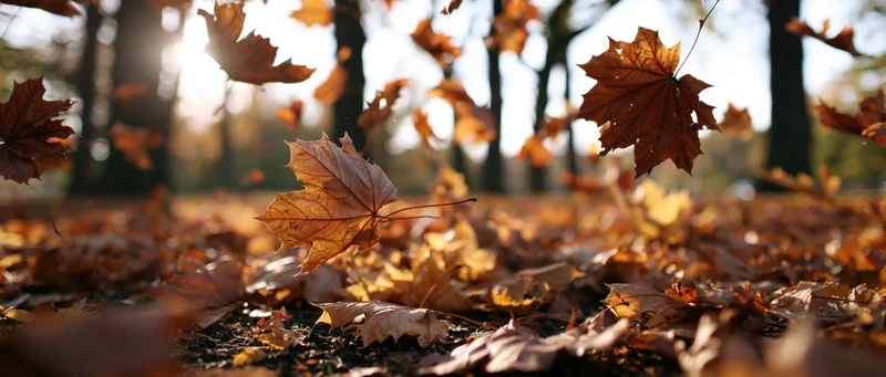 Autumn leaves falling through air in a park with sunlight filtering through trees