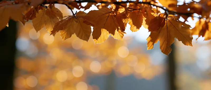 Golden autumn leaves hanging from branches in a sunlit forest with soft bokeh background