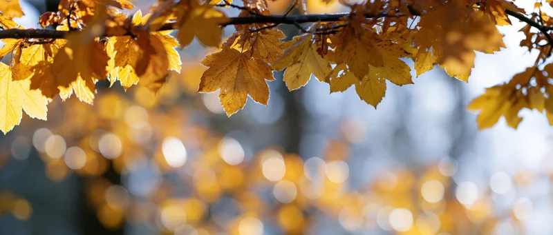 Golden maple and beech leaves hanging from branches in autumn sunlight with blurred forest background