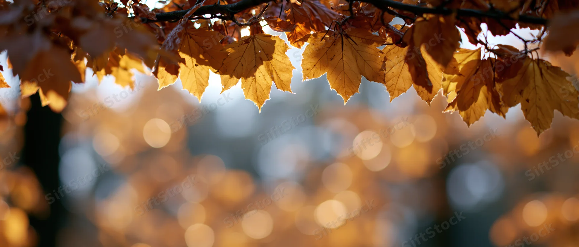 Golden autumn leaves hanging from branches with soft bokeh background