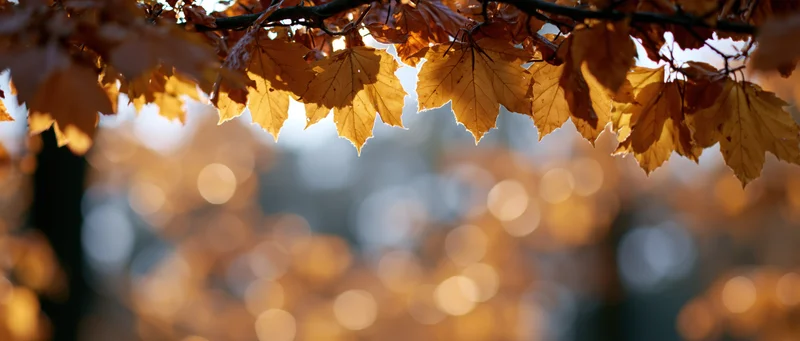 Golden autumn leaves hanging from branches with soft bokeh background