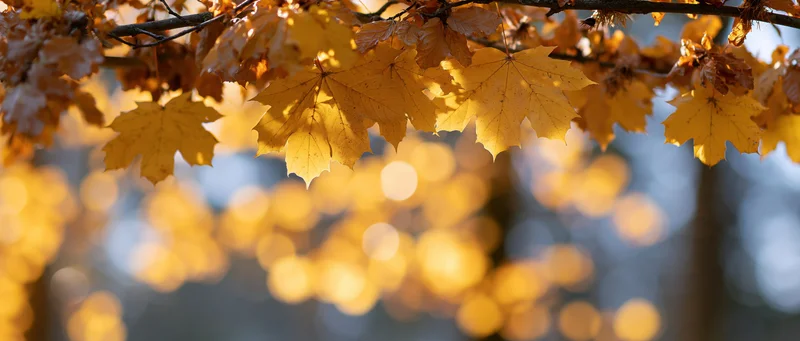 Golden maple leaves hanging from branches in autumn forest with sunlight and bokeh background