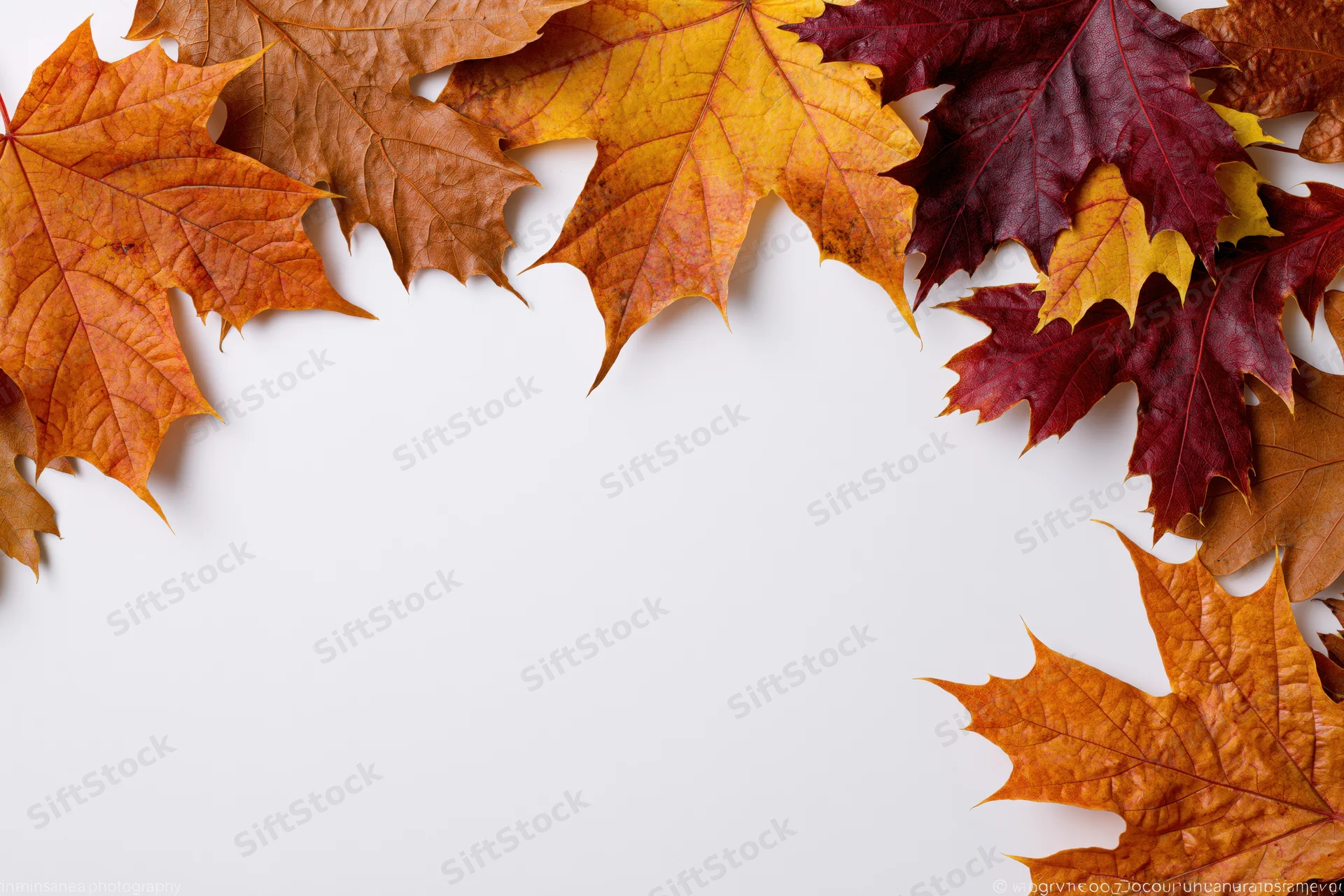 Autumn maple leaves arranged as a border frame along the top and right edges on a white background with copyspace