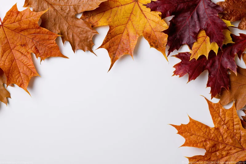 Autumn maple leaves arranged as a border frame along the top and right edges on a white background with copyspace