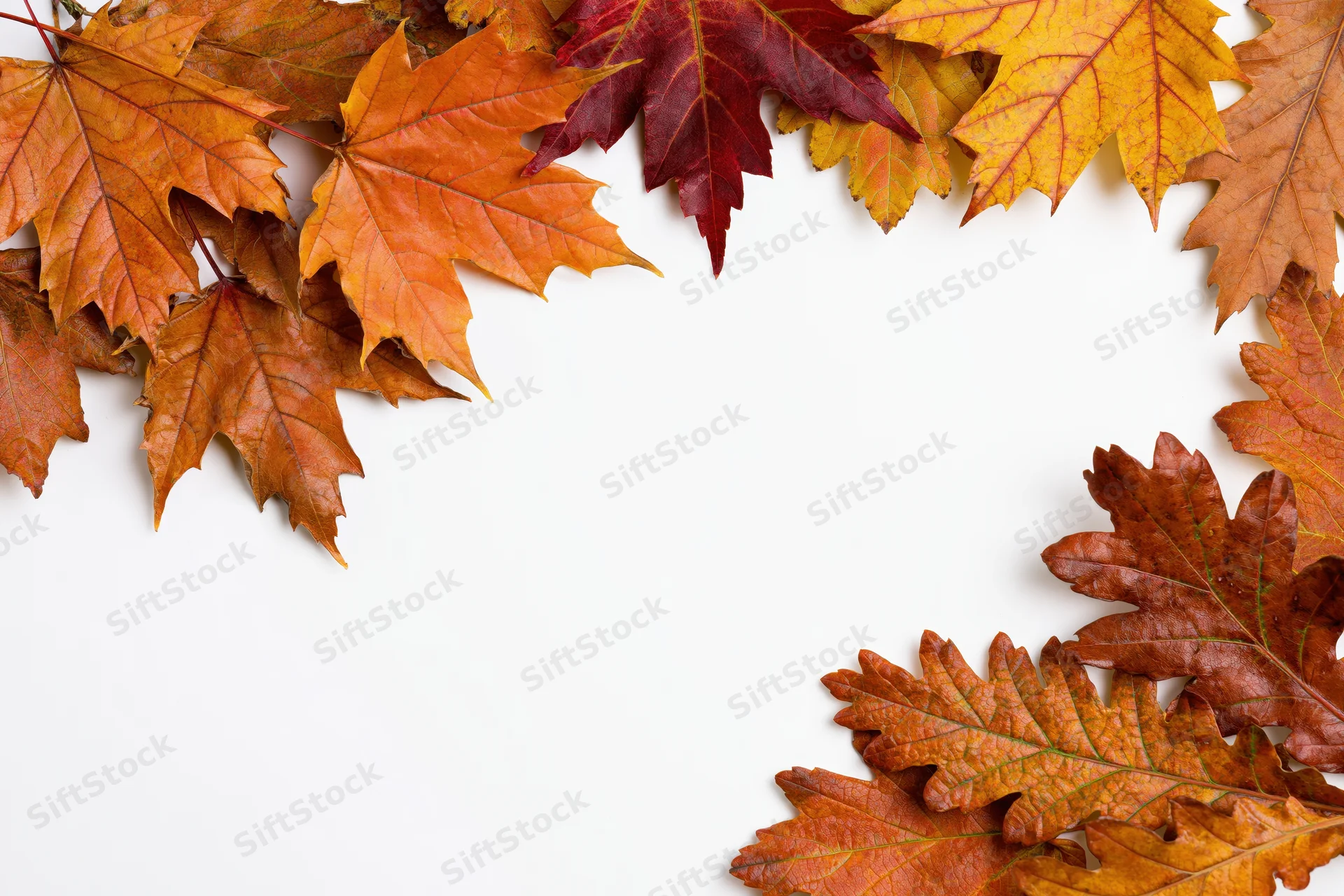 Autumn maple and oak leaves arranged as a border frame along the edges of a white surface