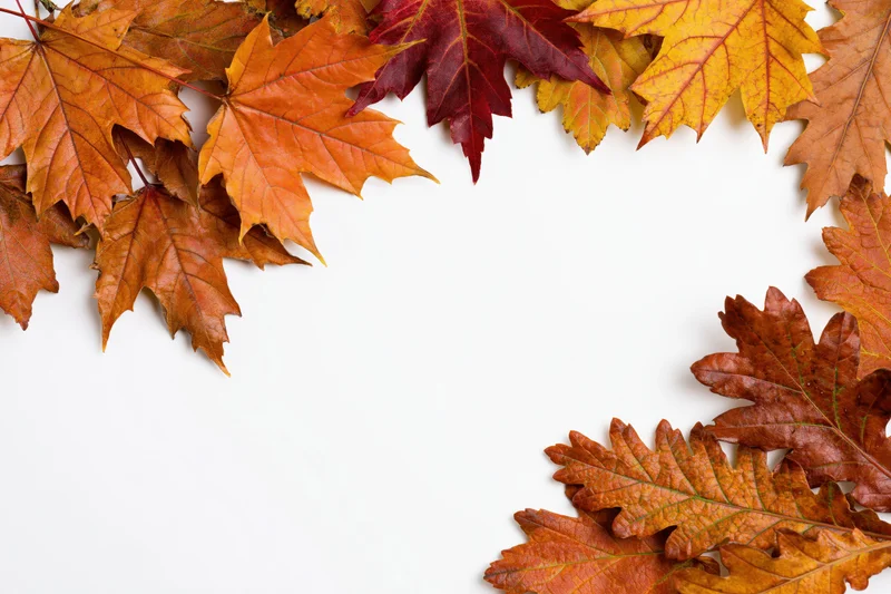 Autumn maple and oak leaves arranged as a border frame along the edges of a white surface