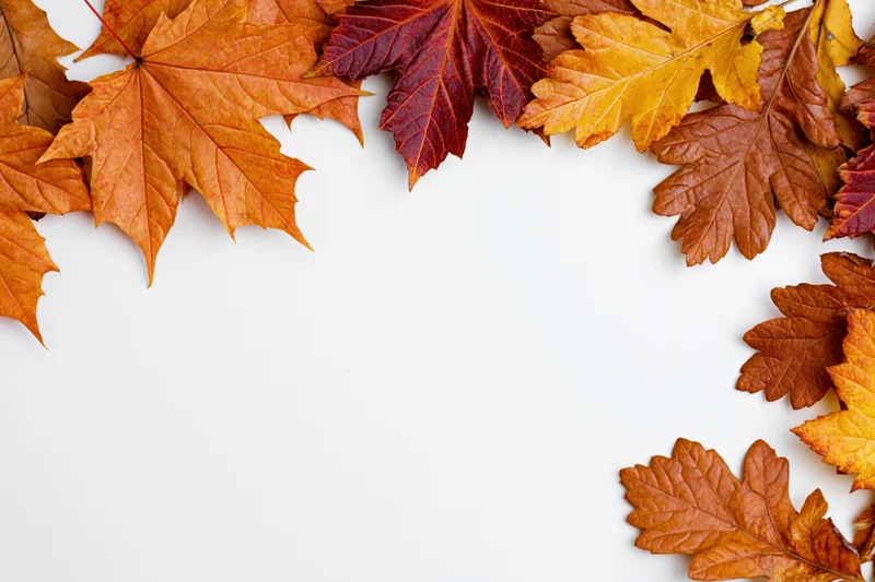 Autumn maple and oak leaves arranged as a border frame along the edges of a white surface with copyspace in the center