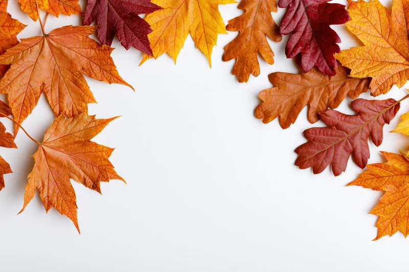 Autumn maple and oak leaves arranged as a border frame along white background with copyspace