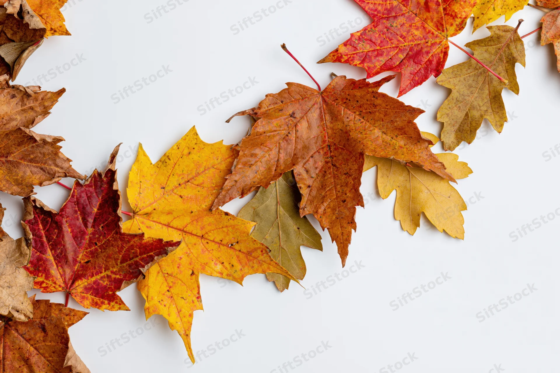 Autumn maple and oak leaves arranged in a loose border along the top and sides of a white surface