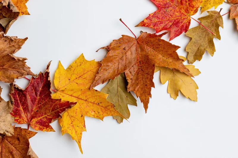Autumn maple and oak leaves arranged in a loose border along the top and sides of a white surface