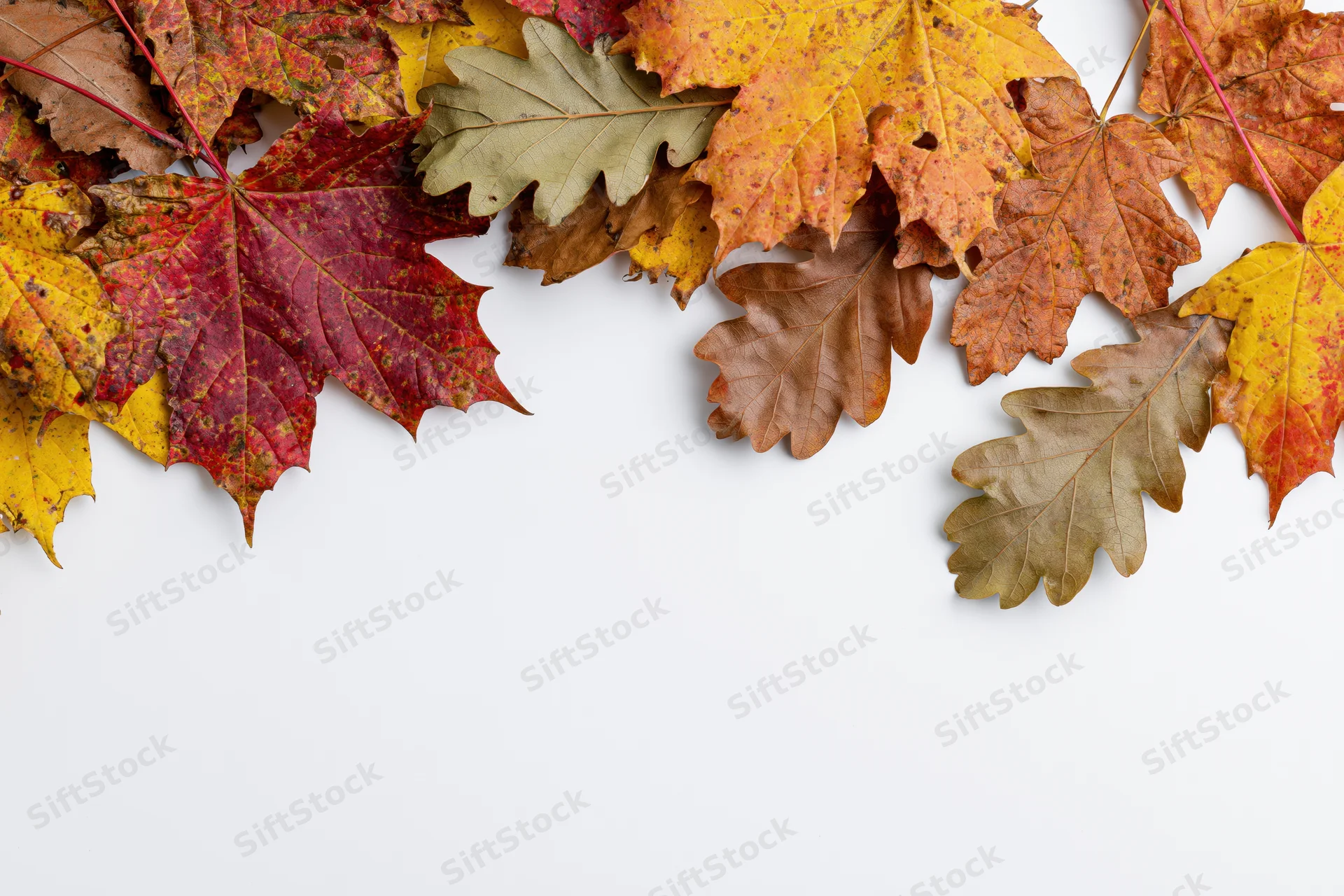 Autumn maple and oak leaves arranged in a loose border along the top of a white surface with copyspace below