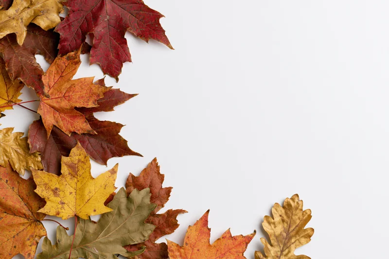 Autumn maple and oak leaves arranged in a loose border along the left and bottom edges on white background