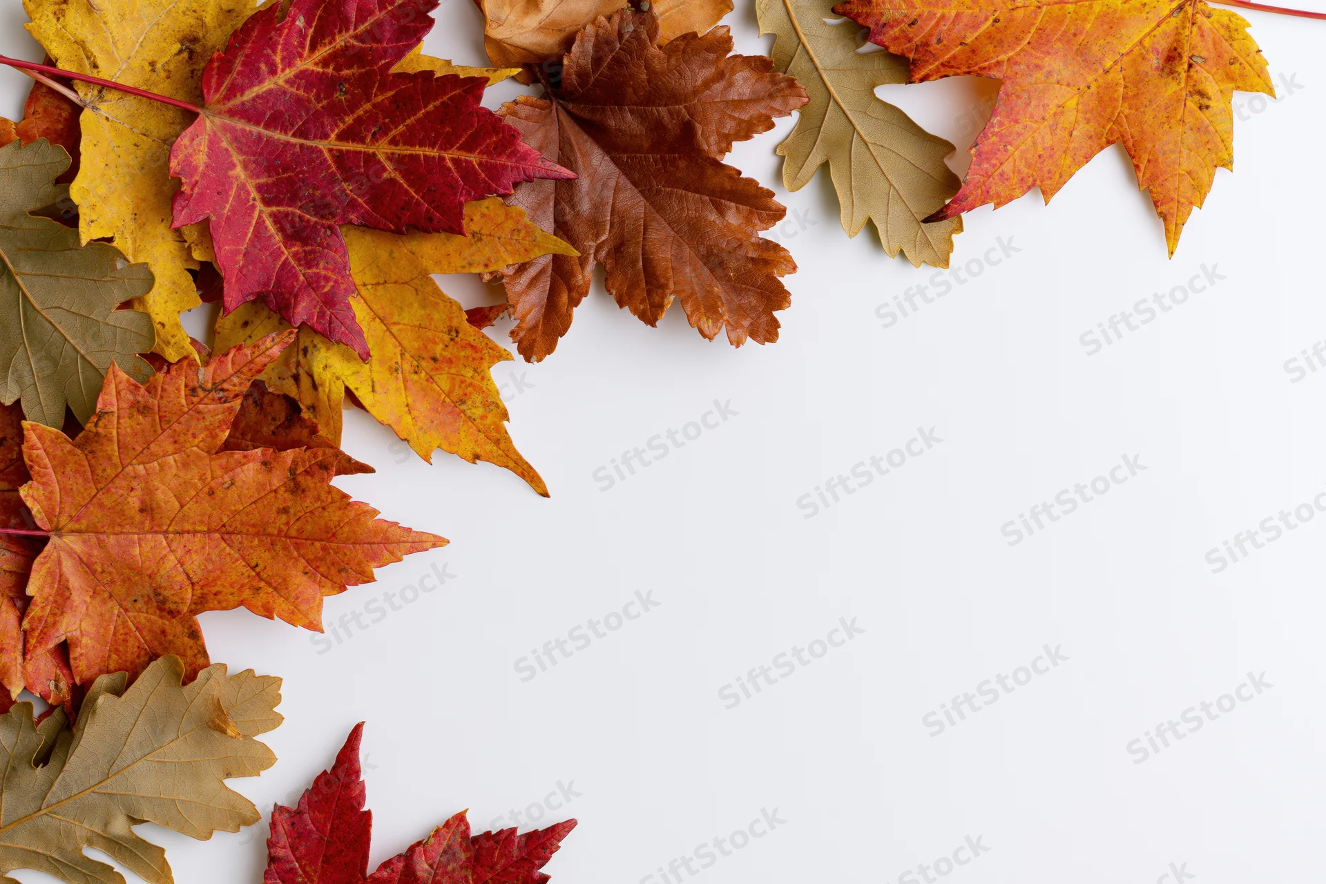 Autumn maple and oak leaves arranged in a loose border along the top and left edge of a white surface