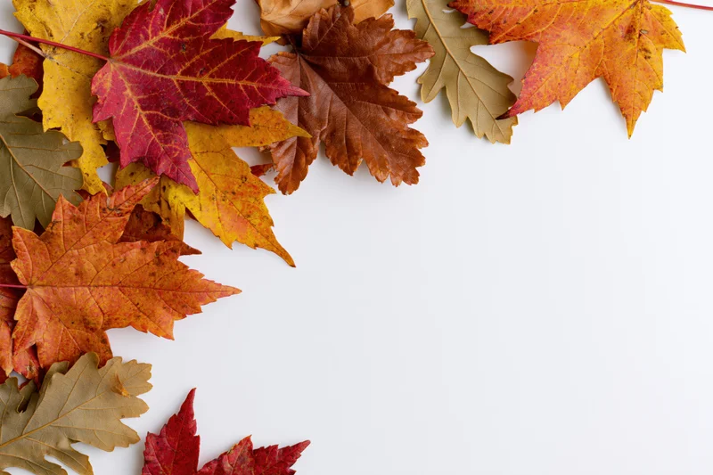 Autumn maple and oak leaves arranged in a loose border along the top and left edge of a white surface