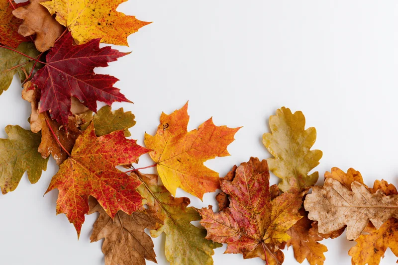 Autumn maple and oak leaves arranged in a loose border along the left and bottom edges on white background