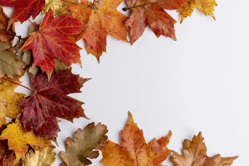 Autumn maple and oak leaves arranged in a loose border along the top and bottom edges of a white surface