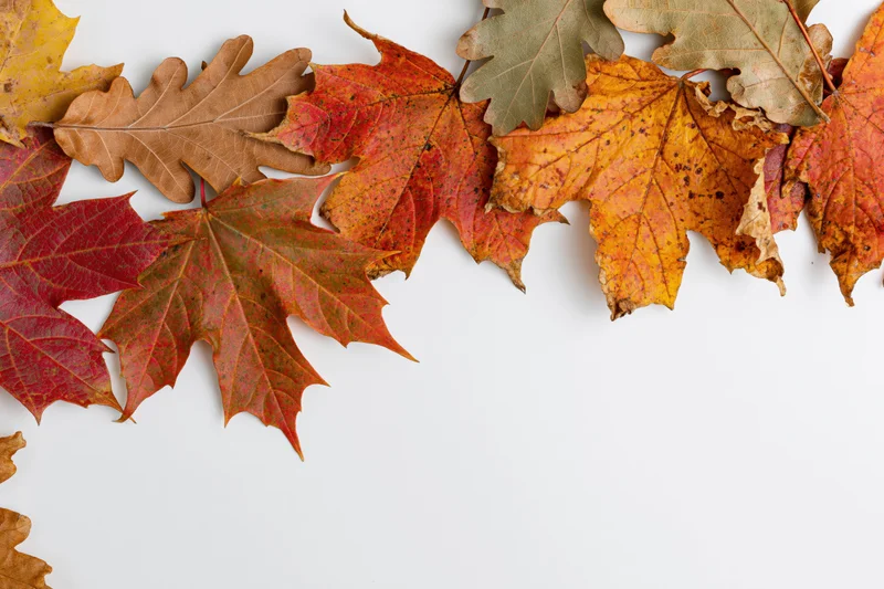 Autumn maple and oak leaves arranged in a loose border along the top of a white surface with copyspace below