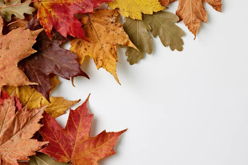 Autumn maple and oak leaves arranged in a loose border along the top and left edge of a white surface